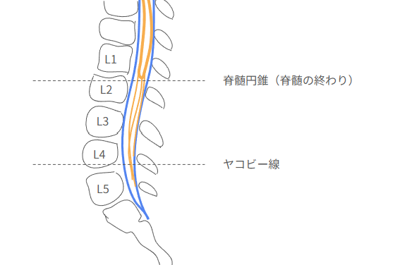 lp1_conus_medullaris.png